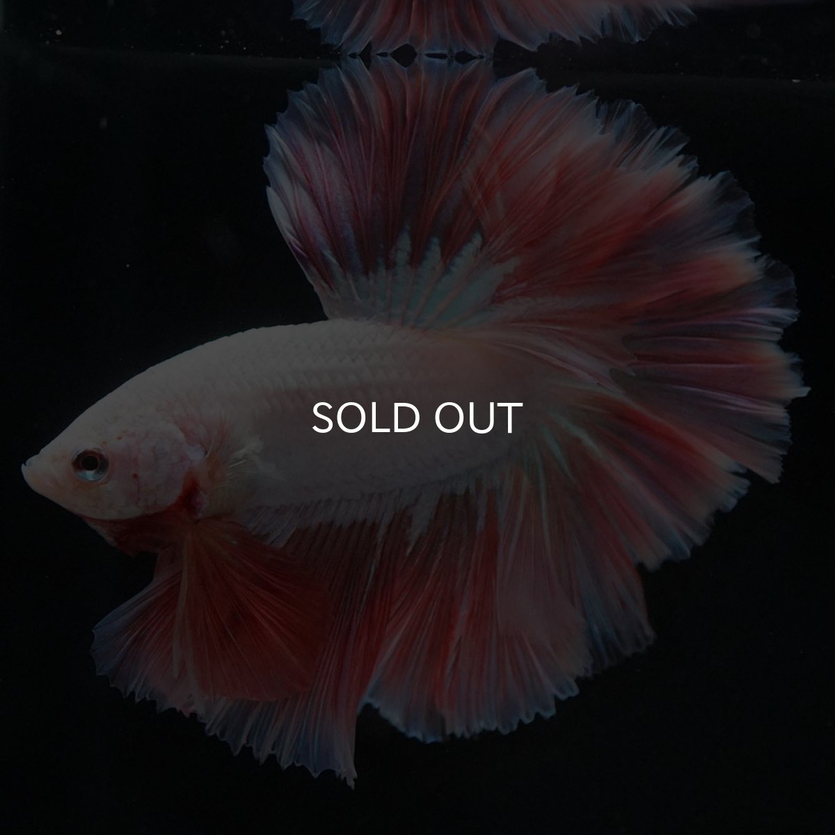 画像8: HM ホワイトファンシー ローズテール (8)