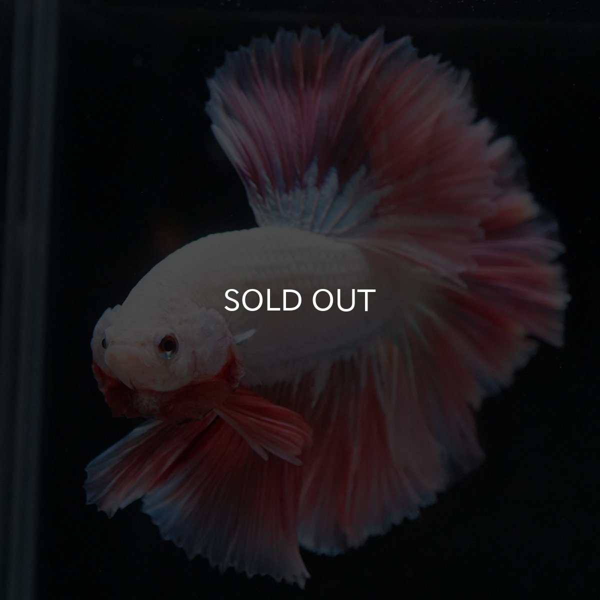 画像6: HM ホワイトファンシー ローズテール (6)