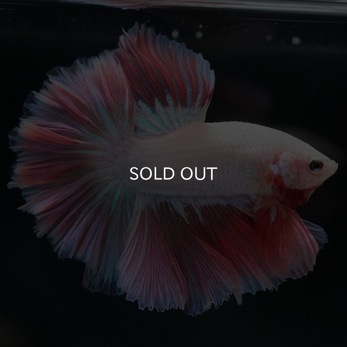 画像5: HM ホワイトファンシー ローズテール (5)