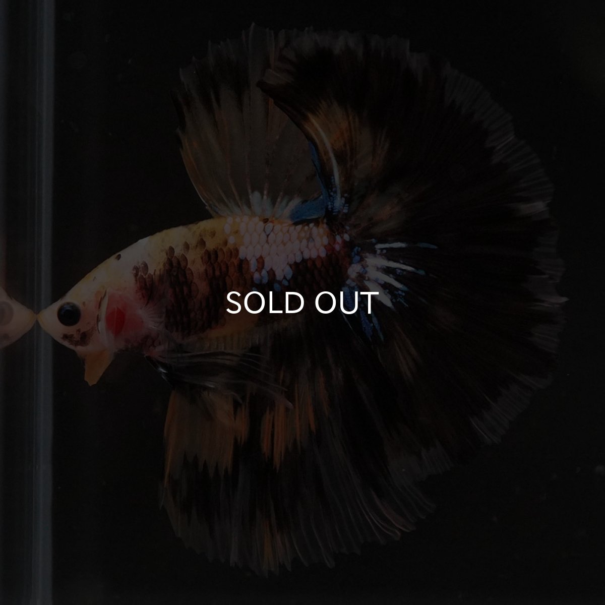 画像3: HM イエロータイガー 変わり柄 (3)