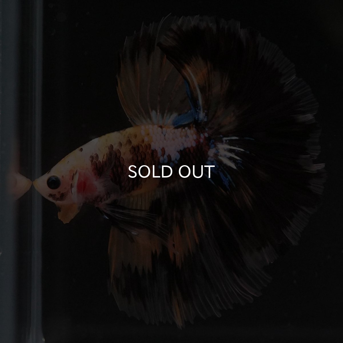 画像6: HM イエロータイガー 変わり柄 (6)