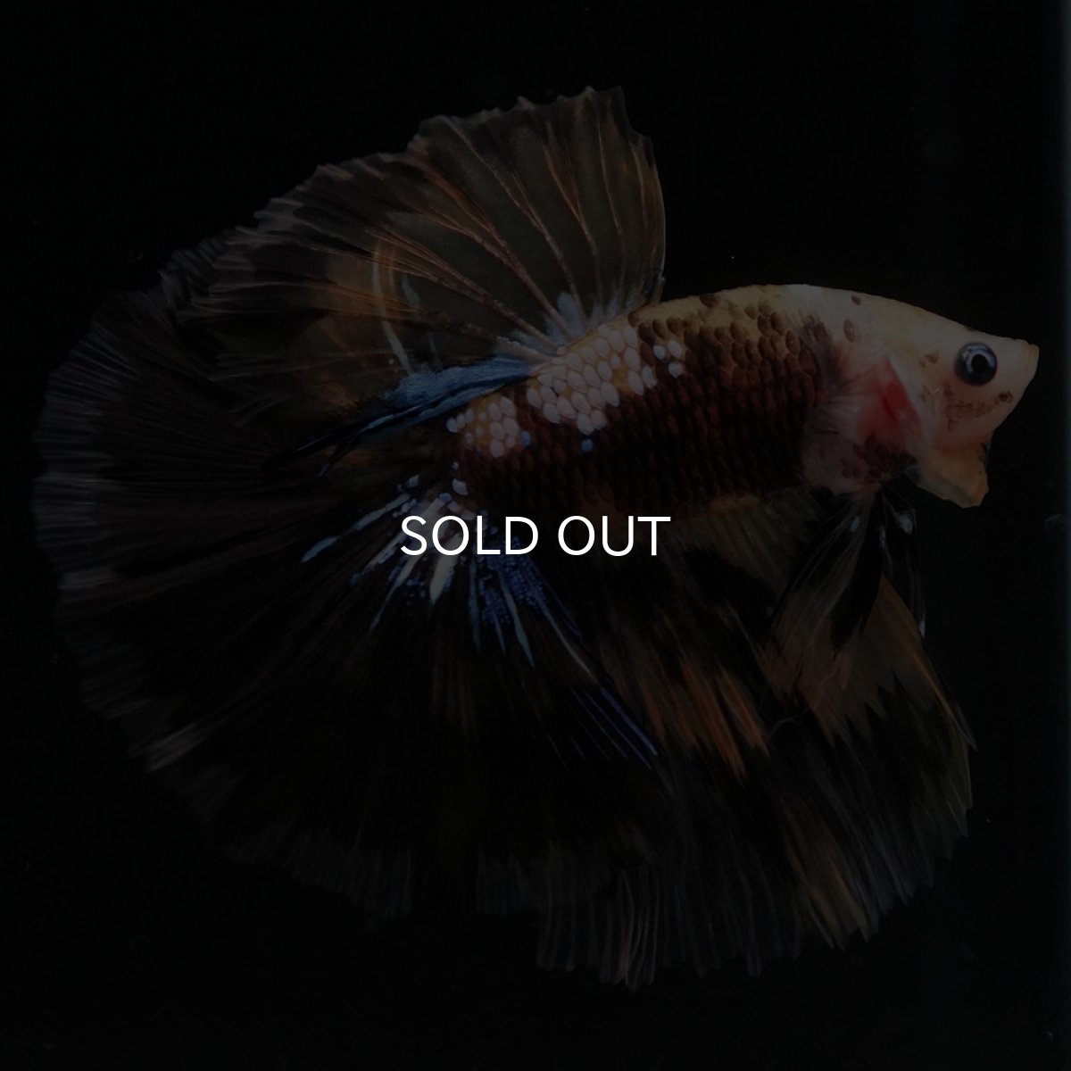 画像5: HM イエロータイガー 変わり柄 (5)