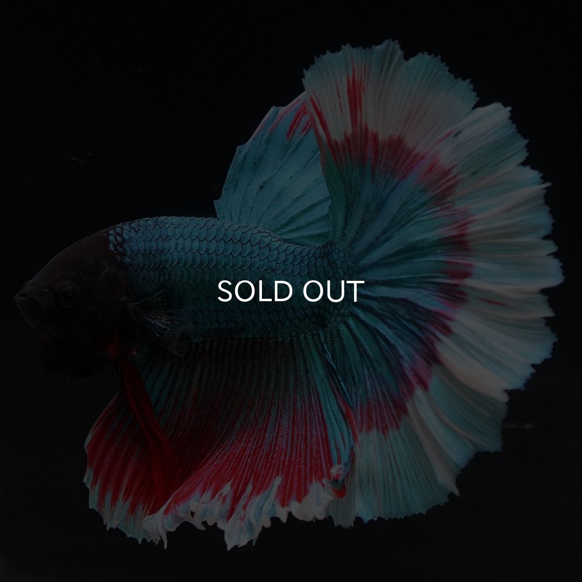 画像3: HM ファンシー ローズテール (3)