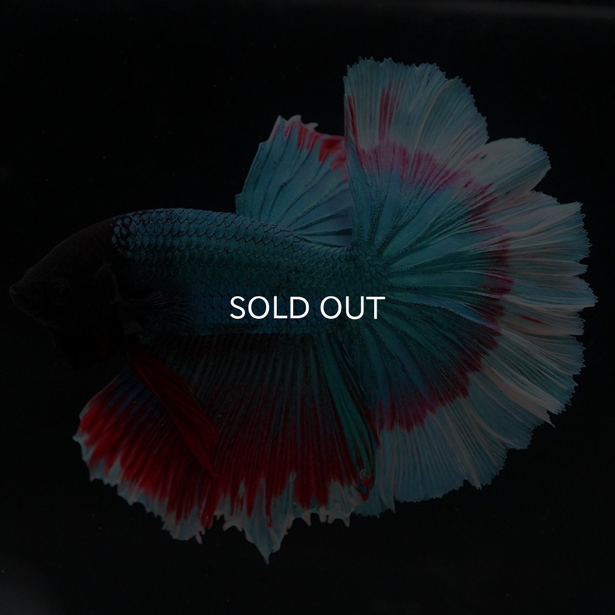 画像7: HM ファンシー ローズテール (7)