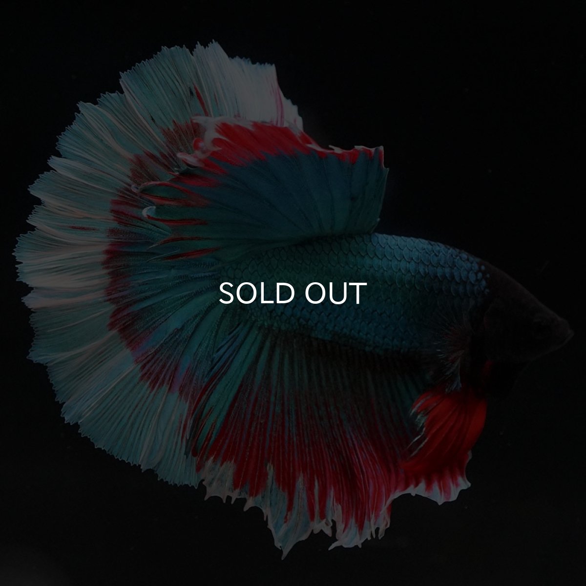 画像4: HM ファンシー ローズテール (4)