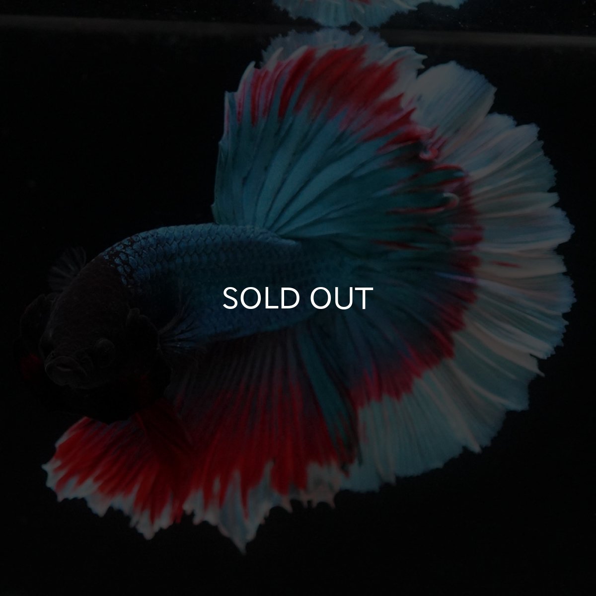 画像6: HM ファンシー ローズテール (6)