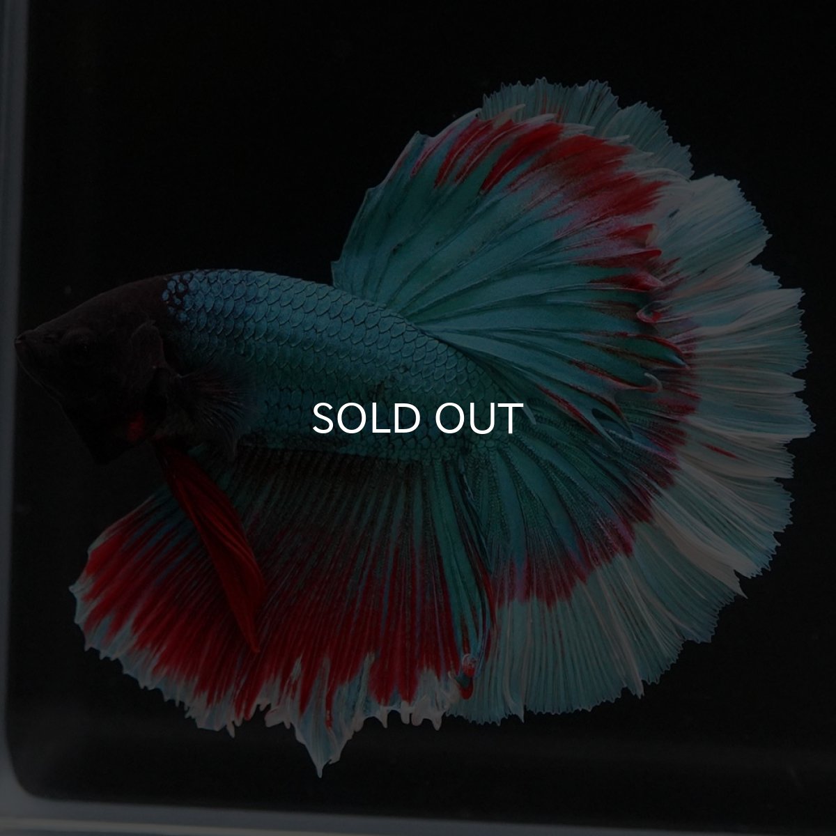 画像5: HM ファンシー ローズテール (5)