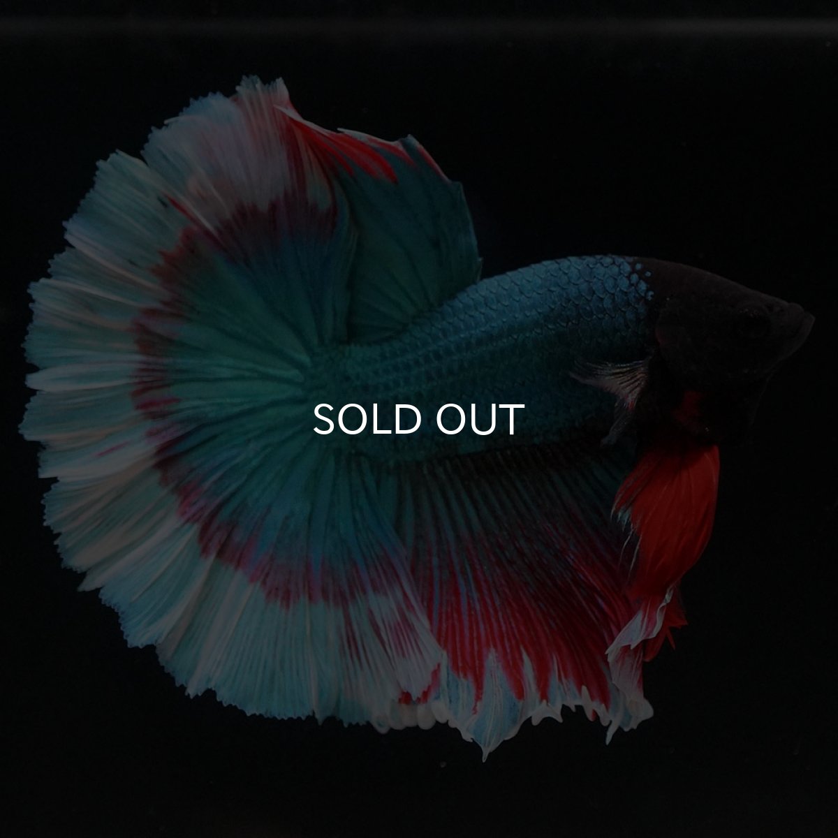 画像2: HM ファンシー ローズテール (2)