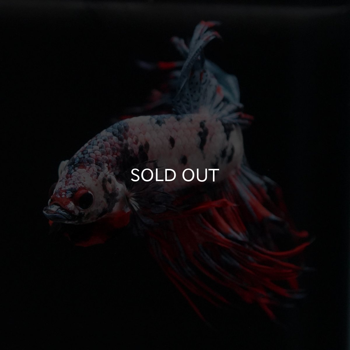 画像3: CT　ホワイトブルー (3)