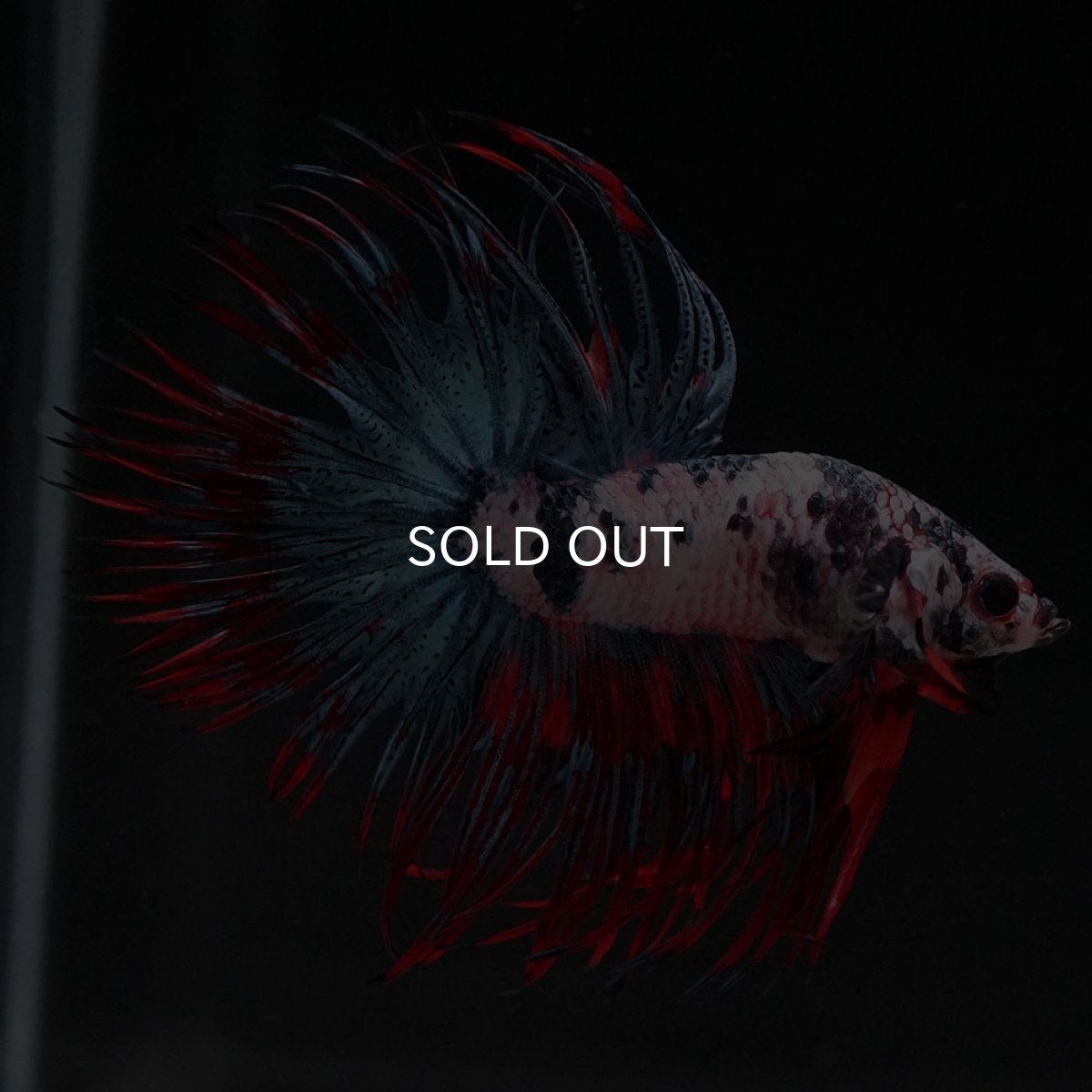 画像6: CT　ホワイトブルー (6)