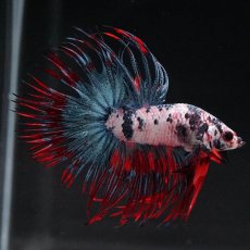 画像6: CT　ホワイトブルー (6)