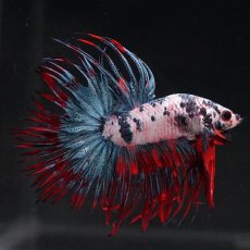 画像1: CT　ホワイトブルー (1)