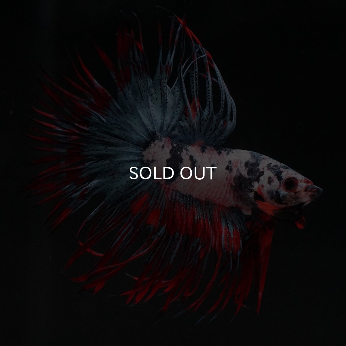 画像4: CT　ホワイトブルー (4)