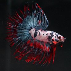 画像4: CT　ホワイトブルー (4)