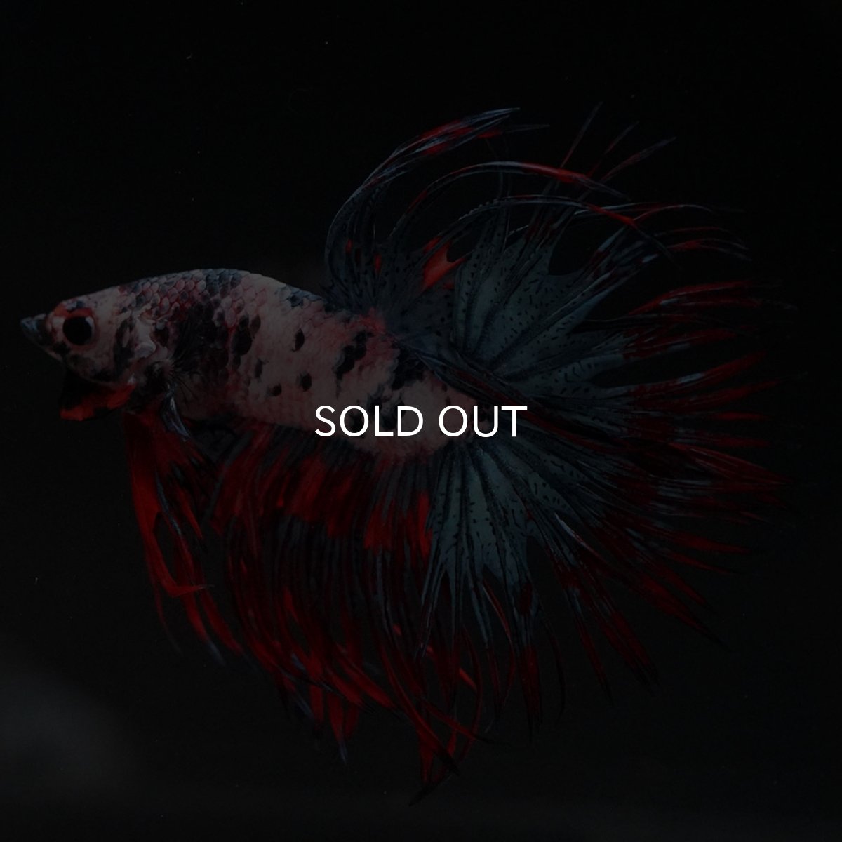 画像5: CT　ホワイトブルー (5)