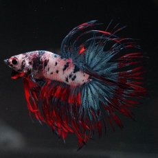 画像5: CT　ホワイトブルー (5)