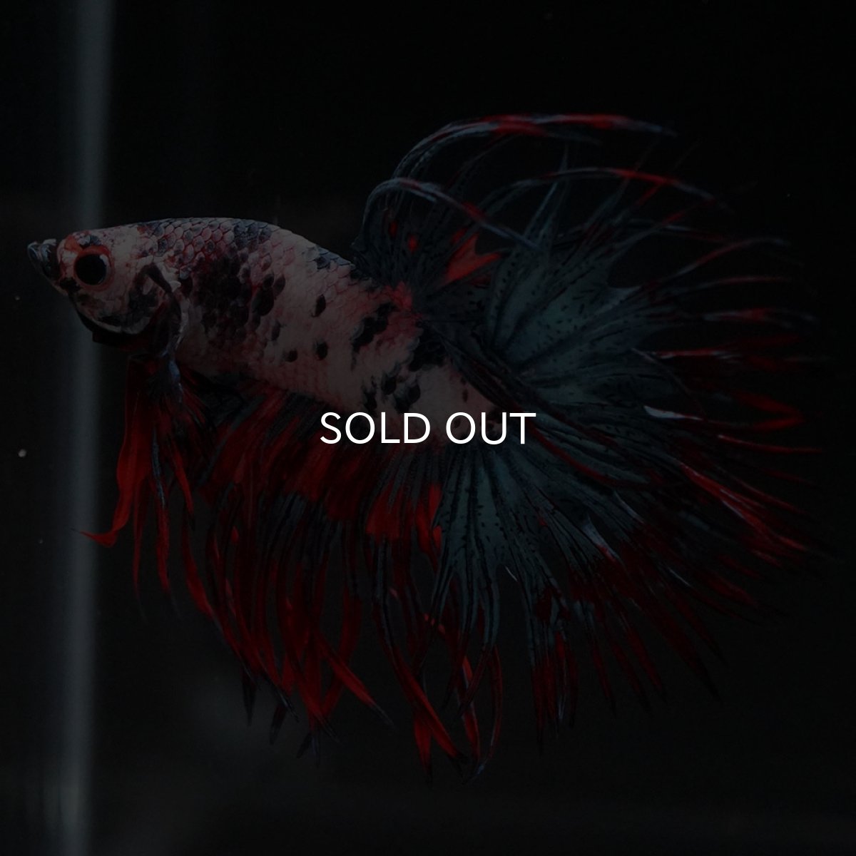 画像2: CT　ホワイトブルー (2)