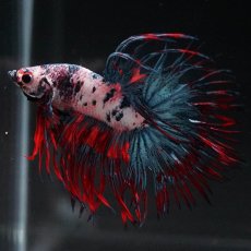 画像2: CT　ホワイトブルー (2)