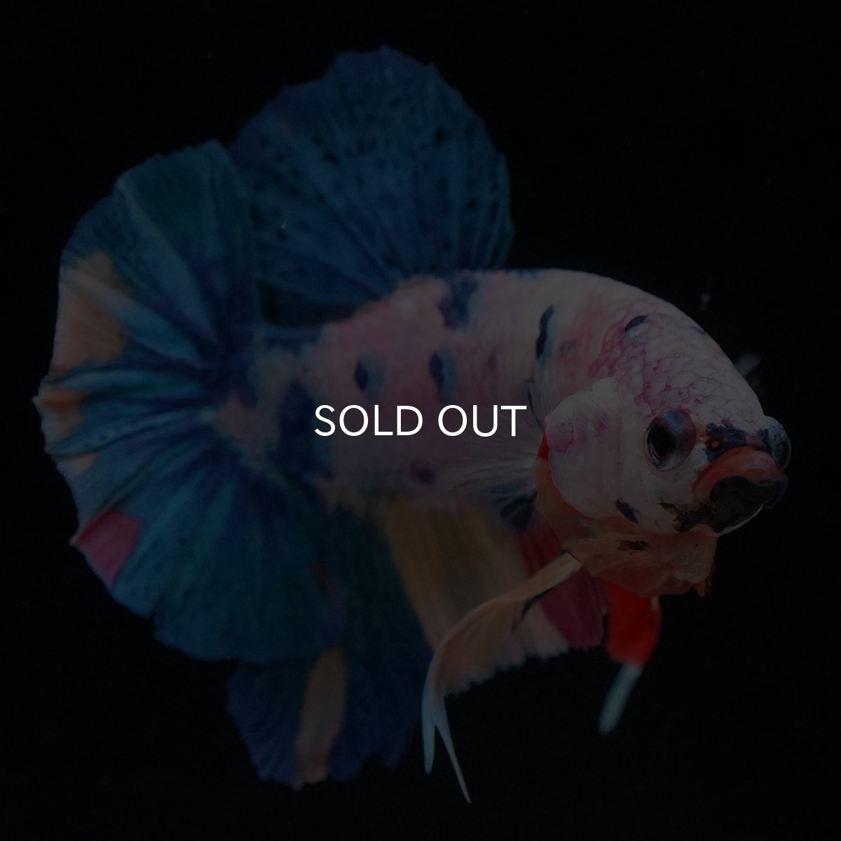 画像6: HMPK キャンディレインボー (6)