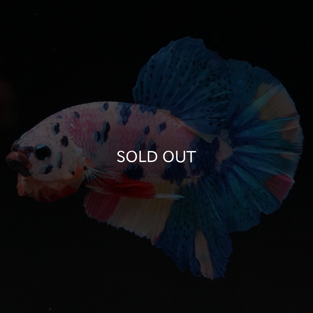 画像8: HMPK キャンディレインボー (8)