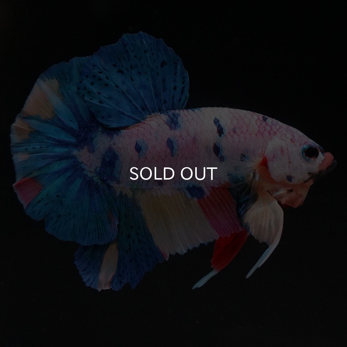 画像9: HMPK キャンディレインボー (9)