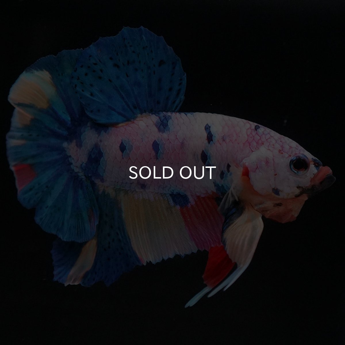 画像3: HMPK キャンディレインボー (3)