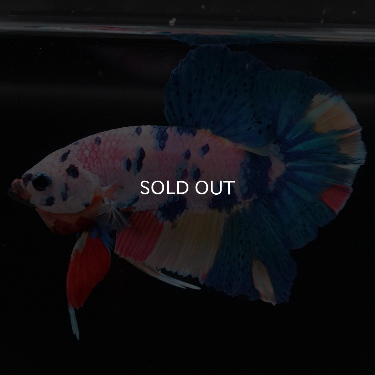 画像4: HMPK キャンディレインボー (4)