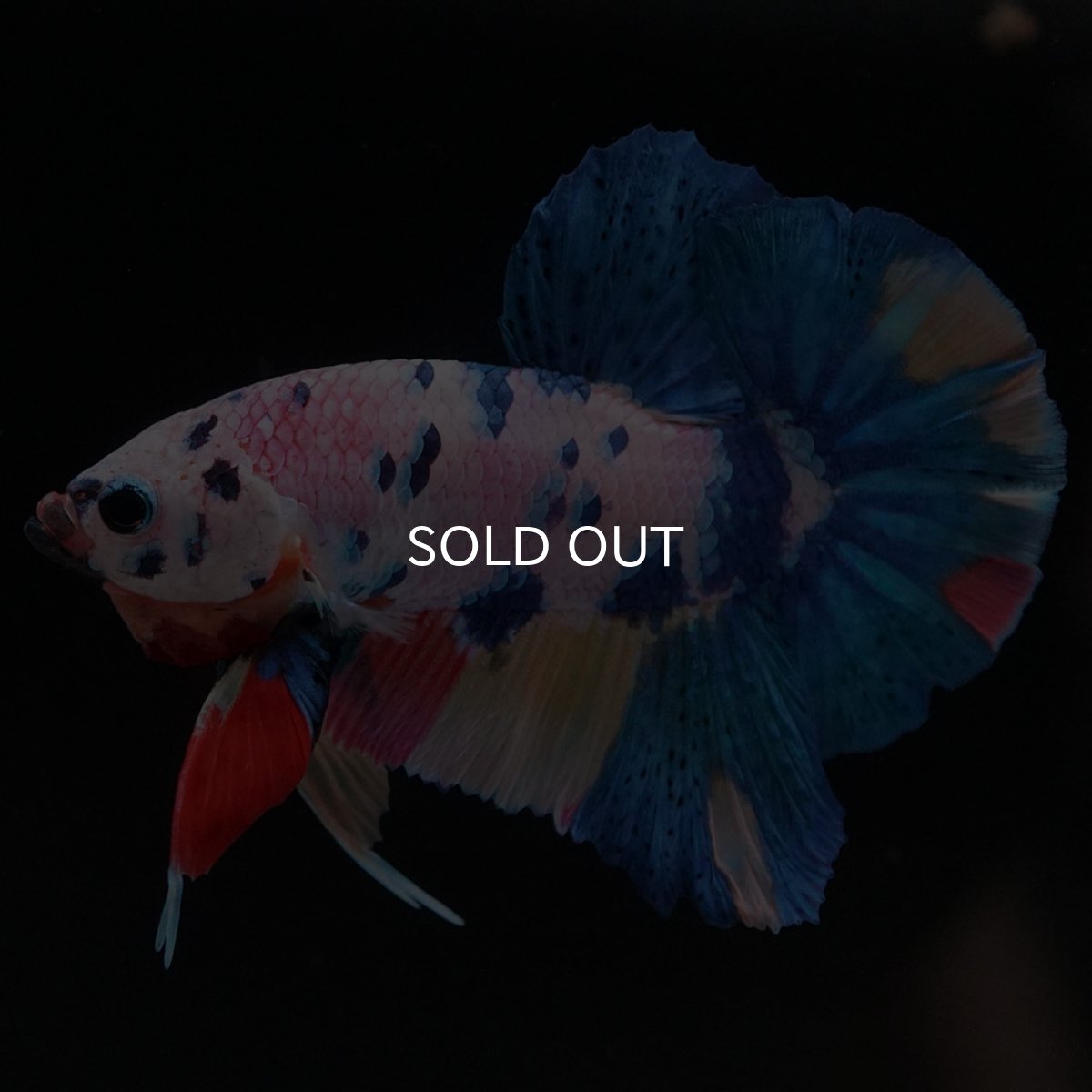 画像2: HMPK キャンディレインボー (2)