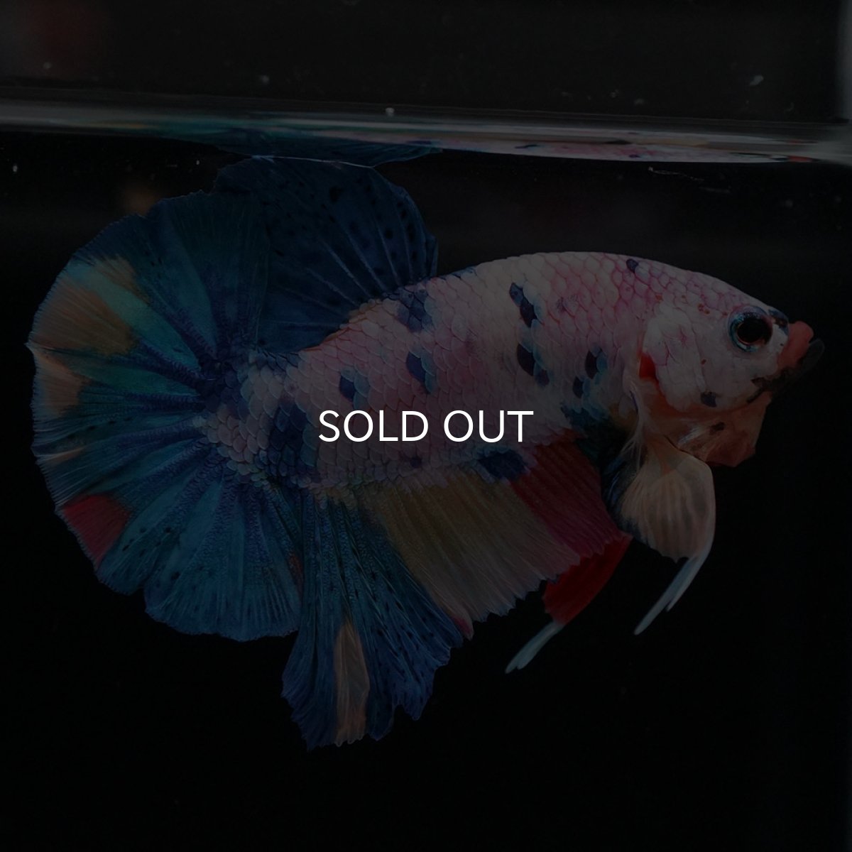 画像5: HMPK キャンディレインボー (5)