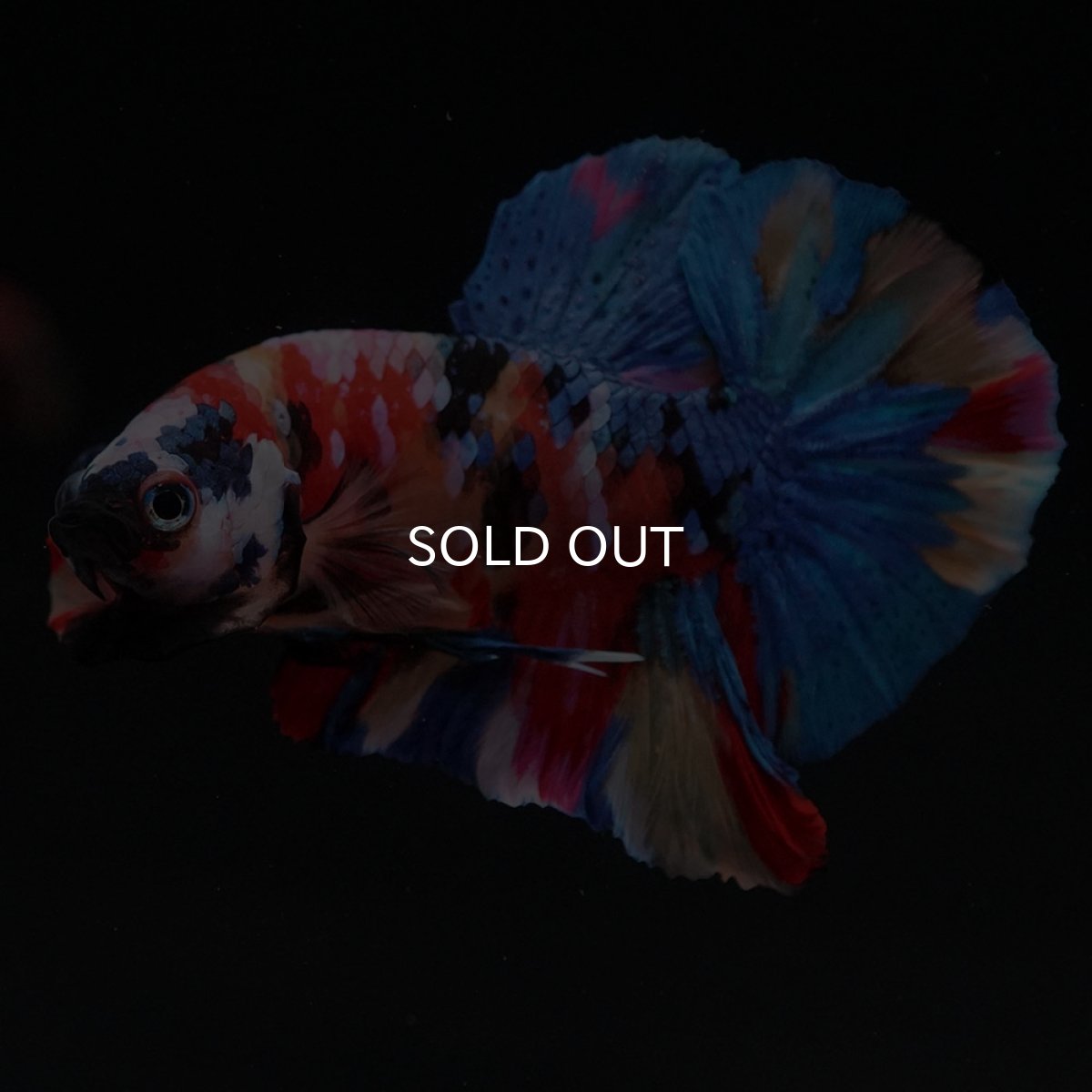 画像6: HMPK キャンディギャラクシー (6)