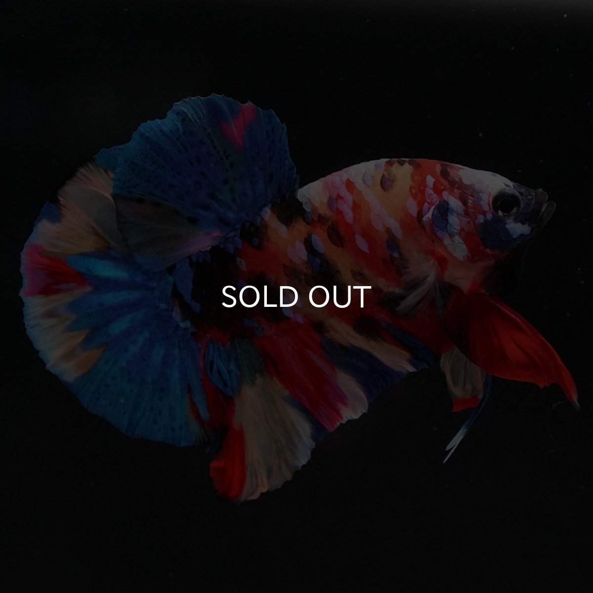 画像3: HMPK キャンディギャラクシー (3)