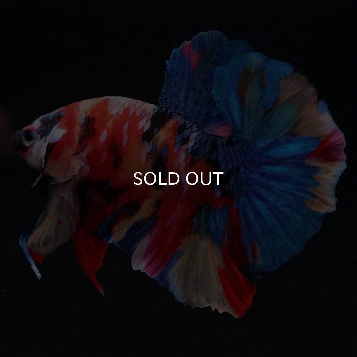 画像4: HMPK キャンディギャラクシー (4)