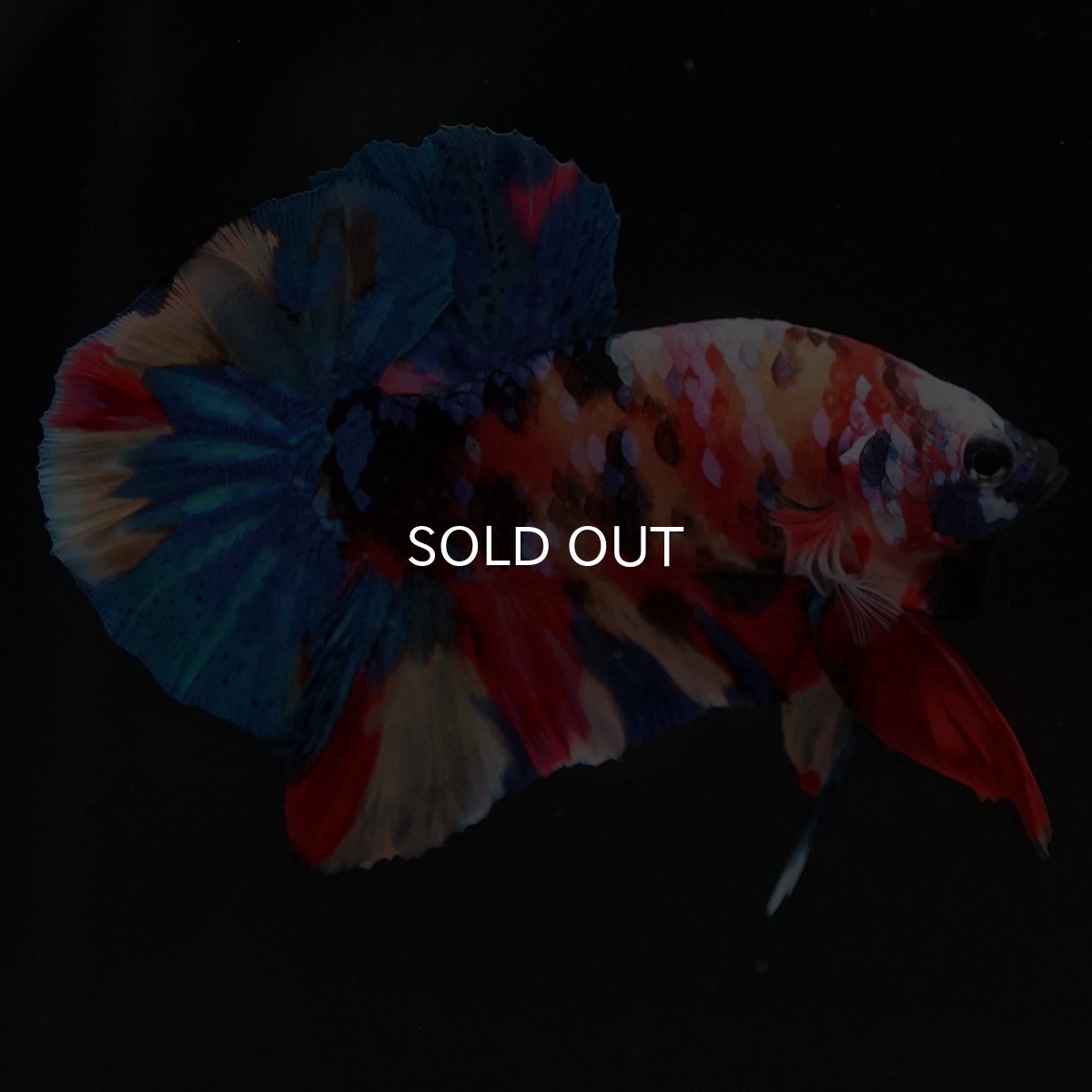 画像7: HMPK キャンディギャラクシー (7)