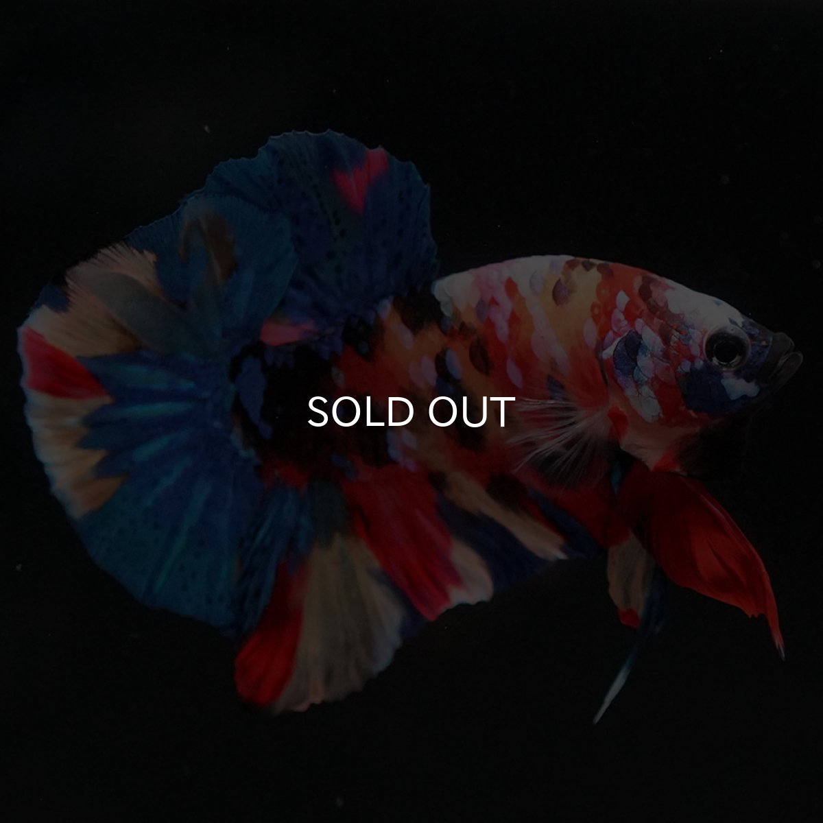 画像5: HMPK キャンディギャラクシー (5)