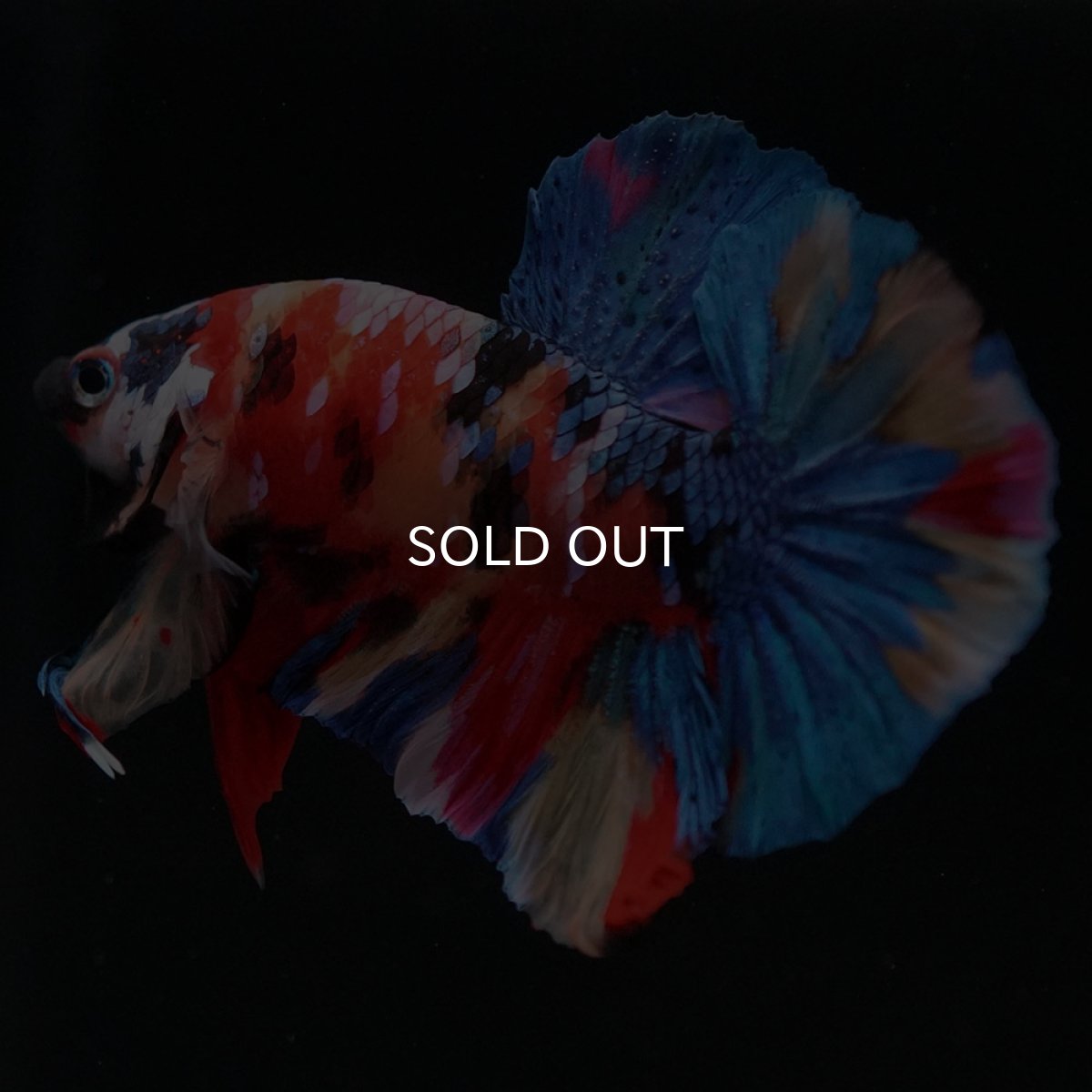 画像2: HMPK キャンディギャラクシー (2)