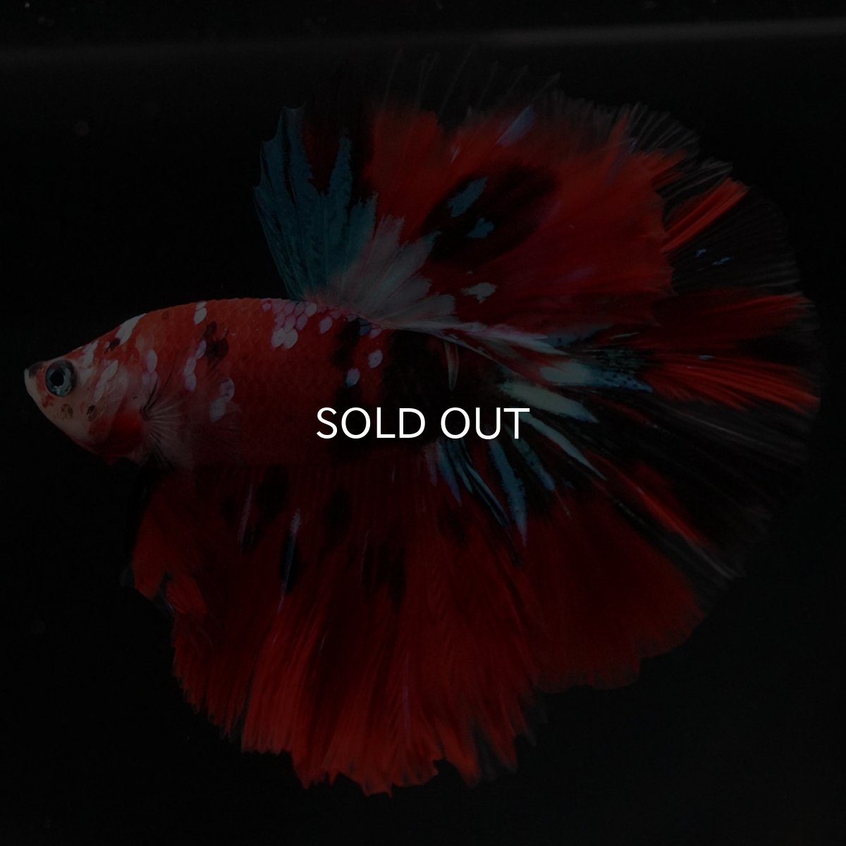 画像6: HM 鯉ギャラクシー (6)