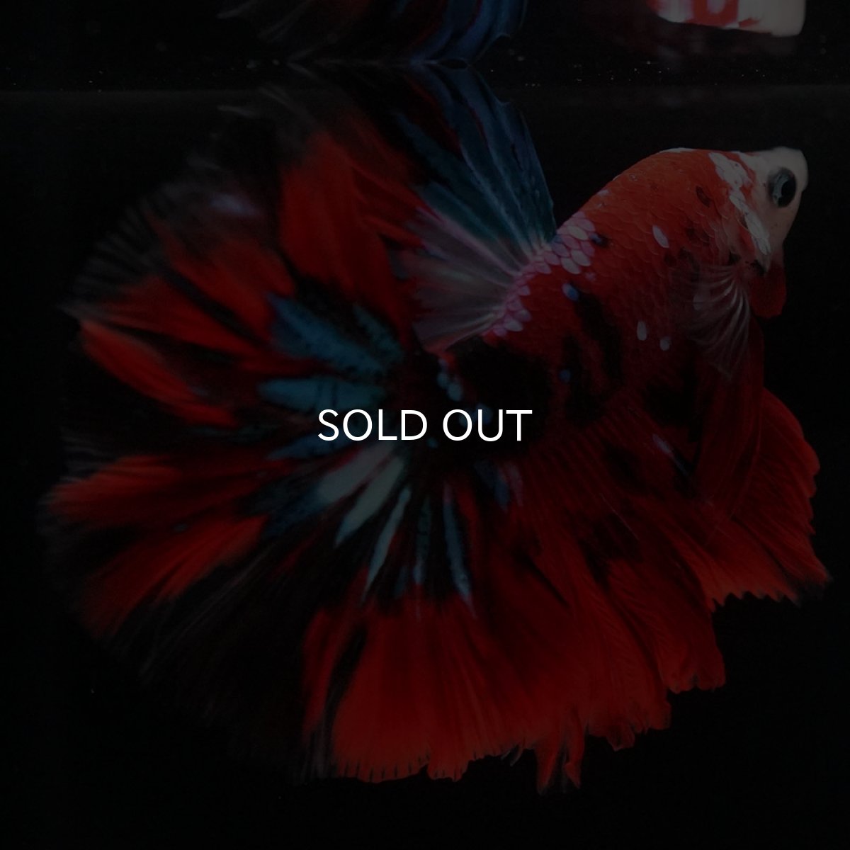 画像8: HM 鯉ギャラクシー (8)