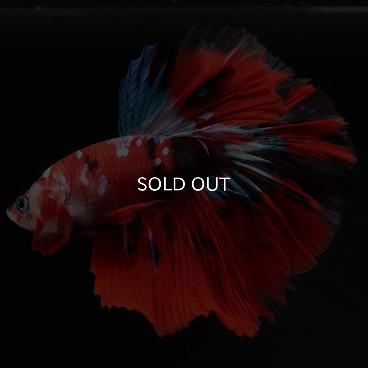 画像5: HM 鯉ギャラクシー (5)