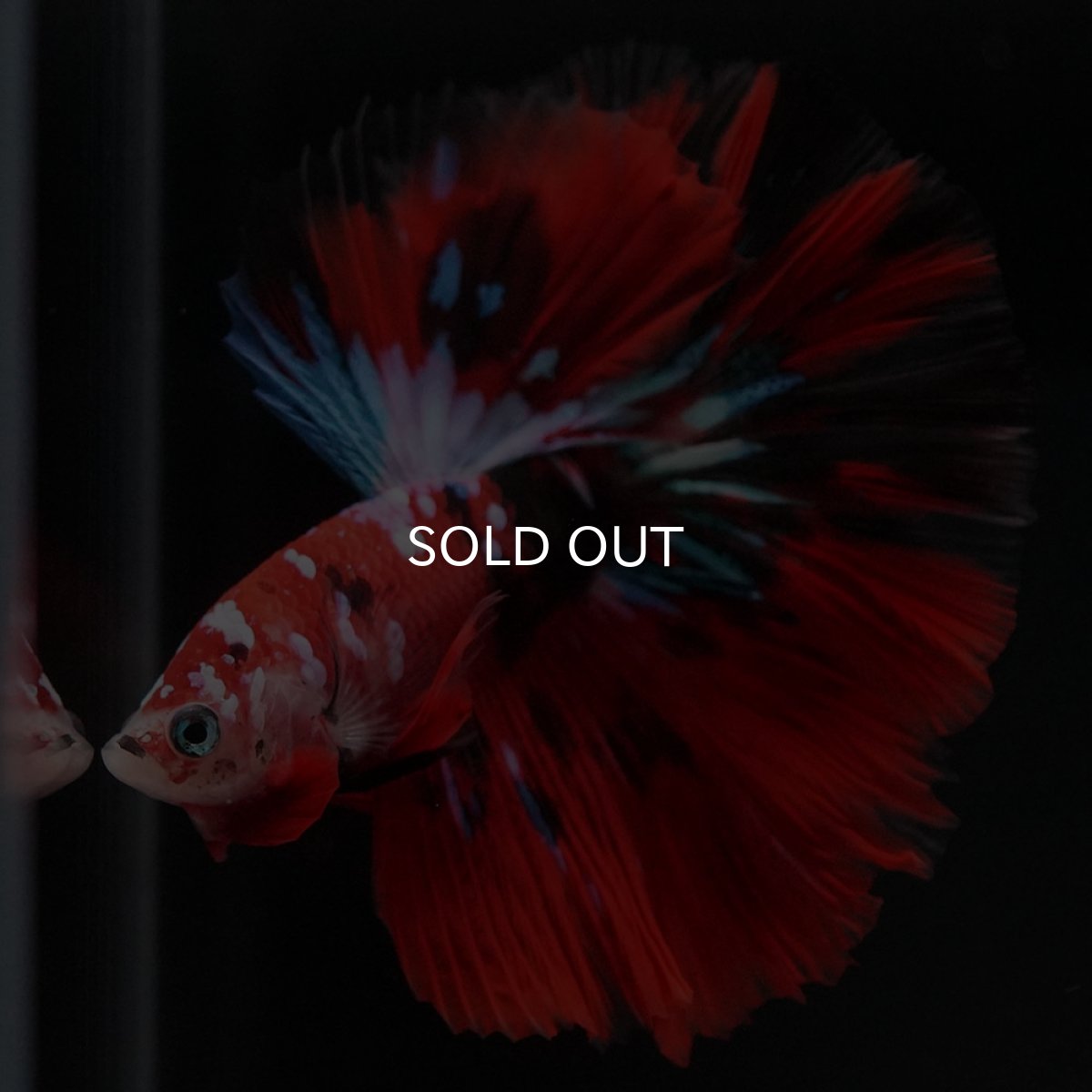 画像3: HM 鯉ギャラクシー (3)