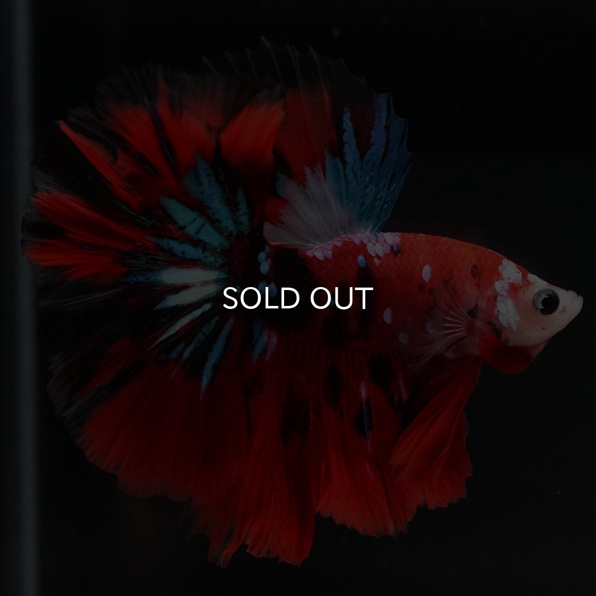 画像7: HM 鯉ギャラクシー (7)