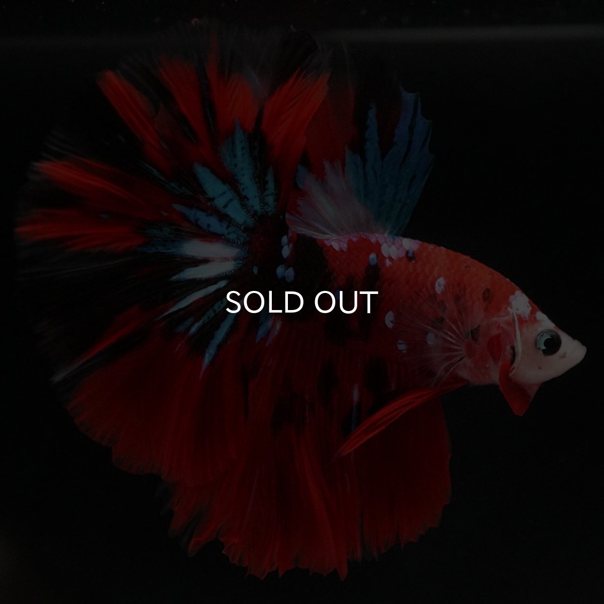 画像4: HM 鯉ギャラクシー (4)