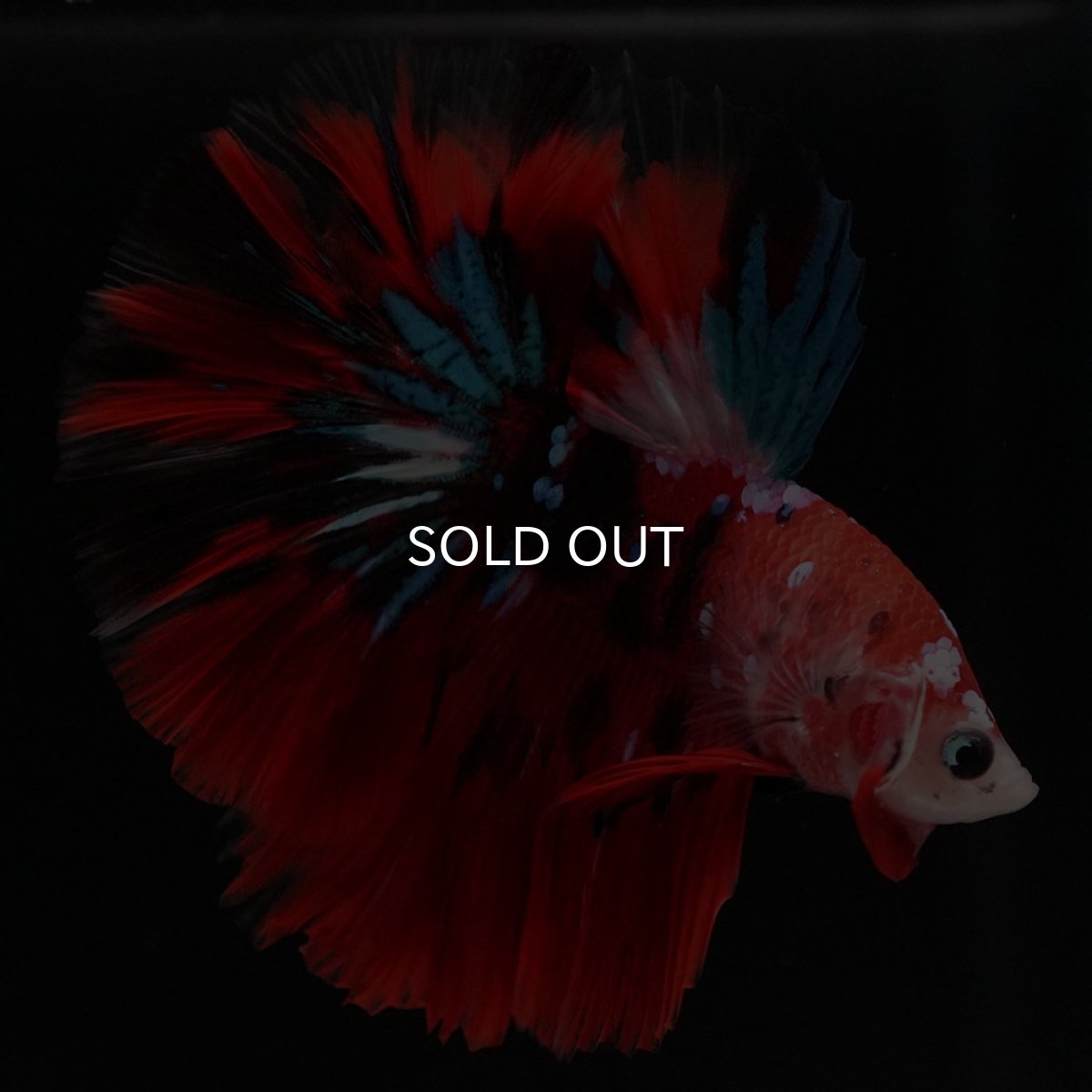 画像2: HM 鯉ギャラクシー (2)