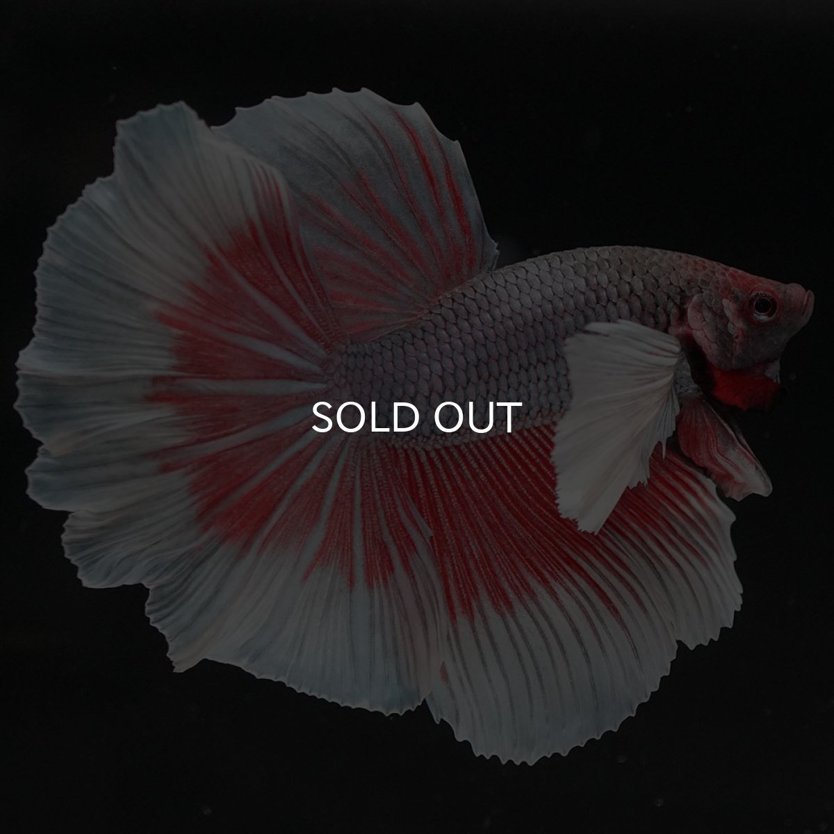 画像2: HMダンボ ファンシーレッド (2)