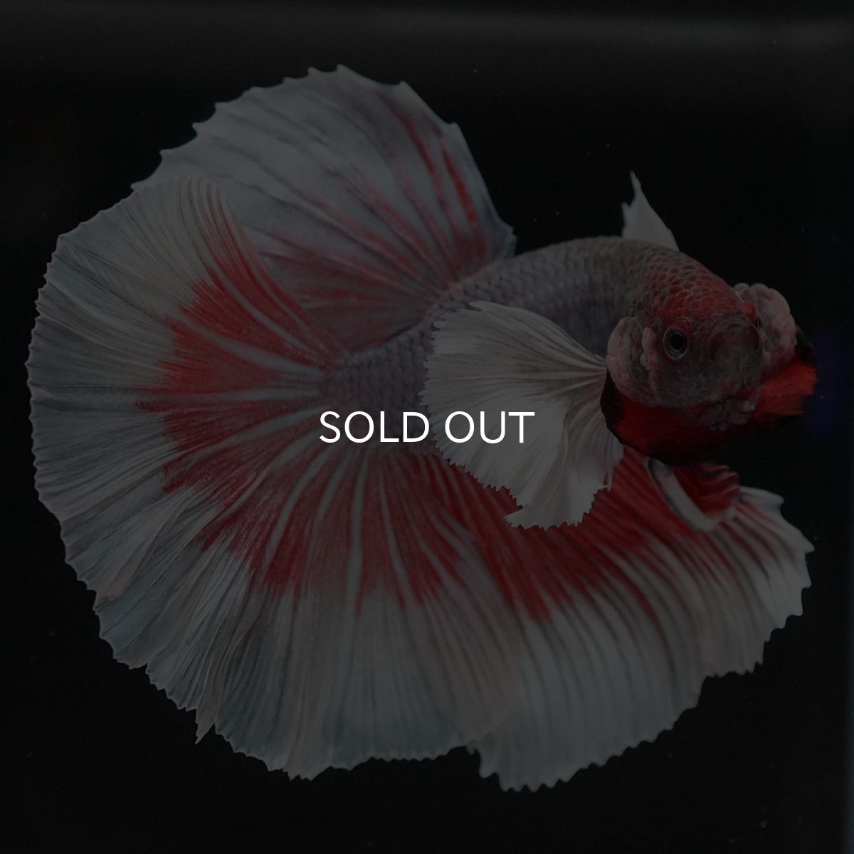 画像3: HMダンボ ファンシーレッド (3)