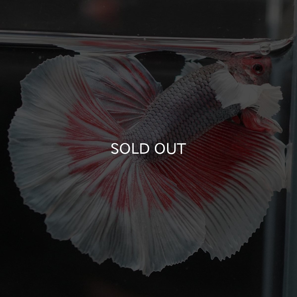 画像7: HMダンボ ファンシーレッド (7)