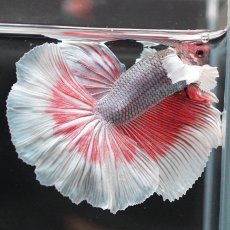 画像7: HMダンボ　ファンシーレッド (7)