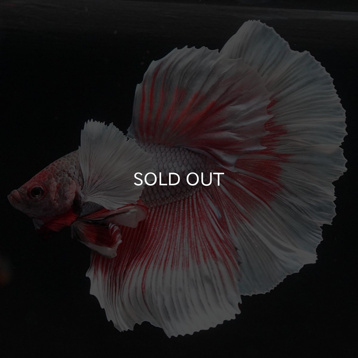 画像4: HMダンボ ファンシーレッド (4)