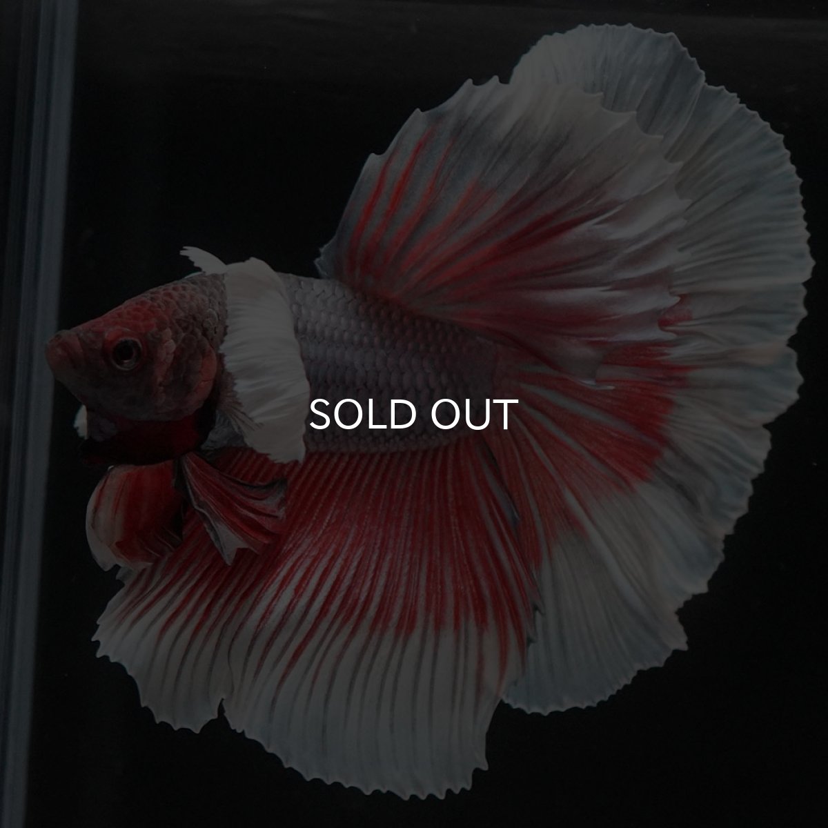 画像8: HMダンボ ファンシーレッド (8)