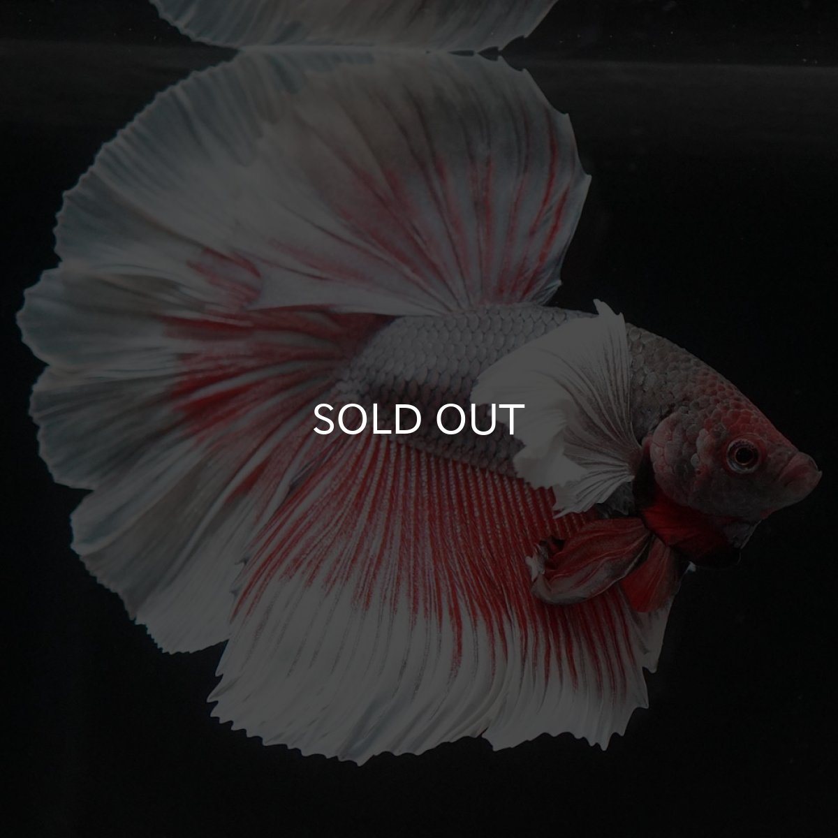 画像5: HMダンボ ファンシーレッド (5)