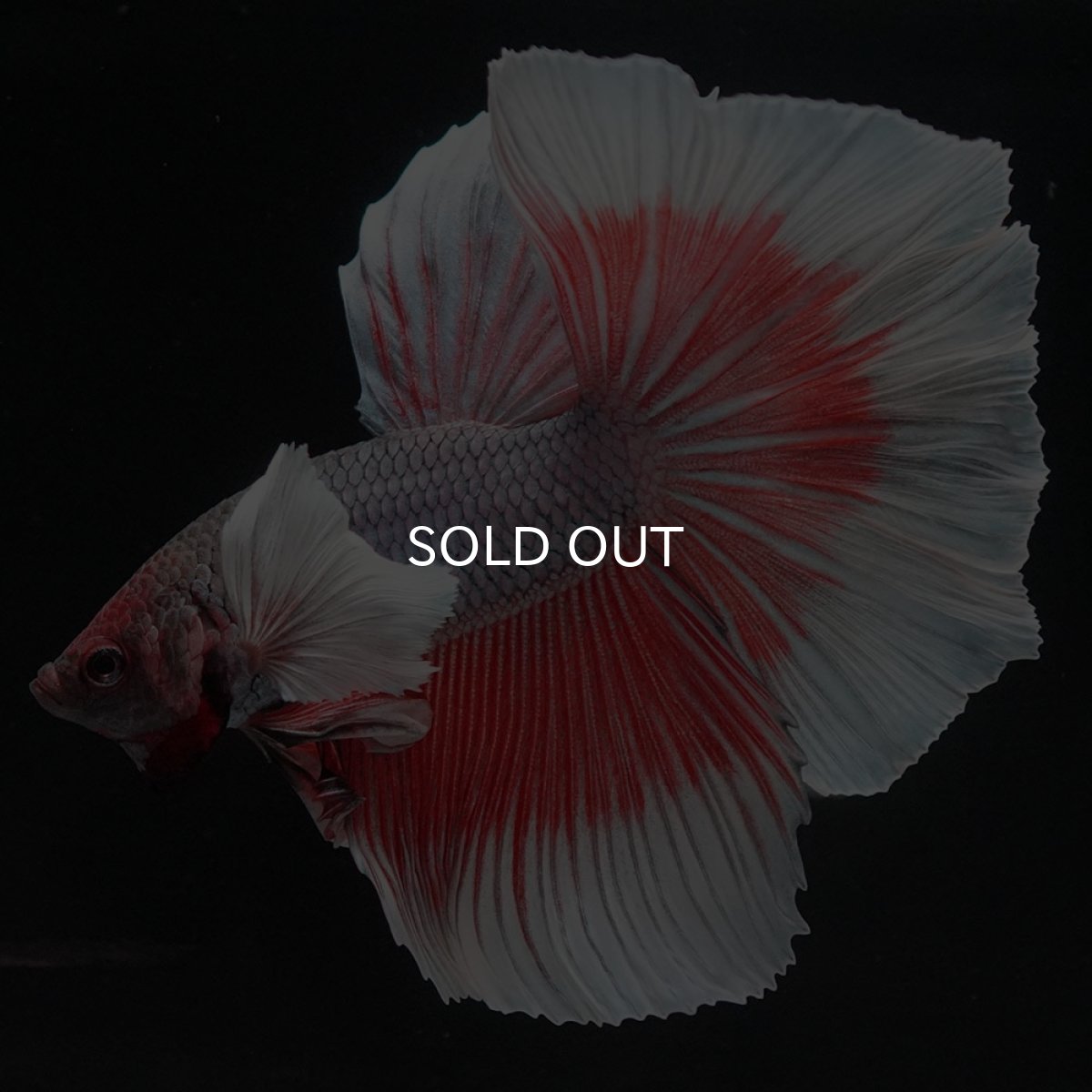 画像6: HMダンボ ファンシーレッド (6)